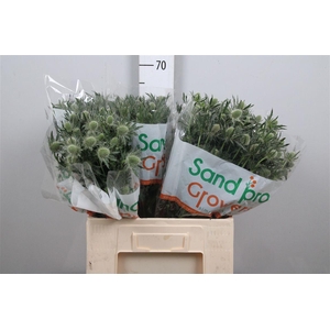 Eryn Mag Whit Lagoon