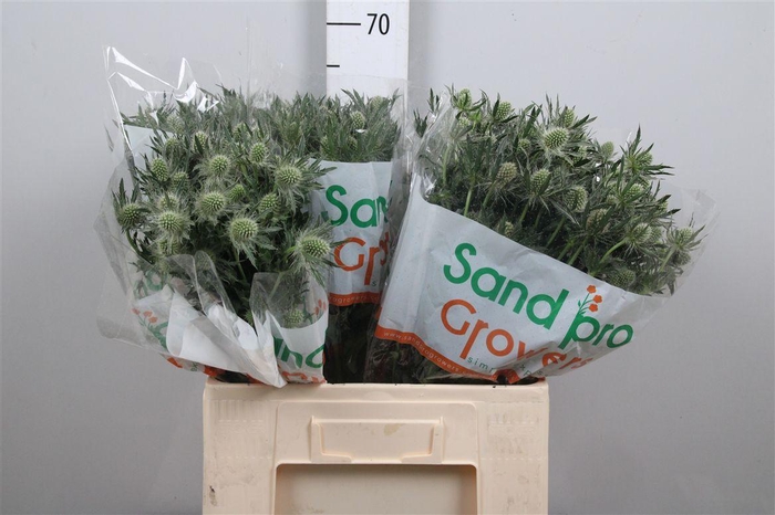 <h4>Eryn Mag Whit Lagoon</h4>