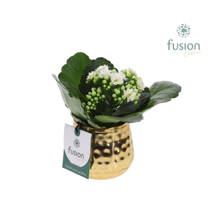 Pot Indian metaal goud XSmall met Kalanchoe