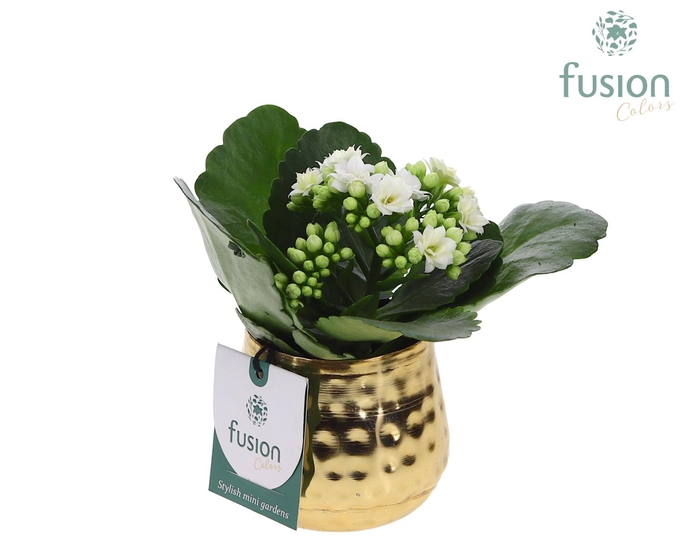 <h4>Pot Indian metaal goud XSmall met Kalanchoe</h4>