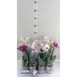 Phalaenopsis   ...mix