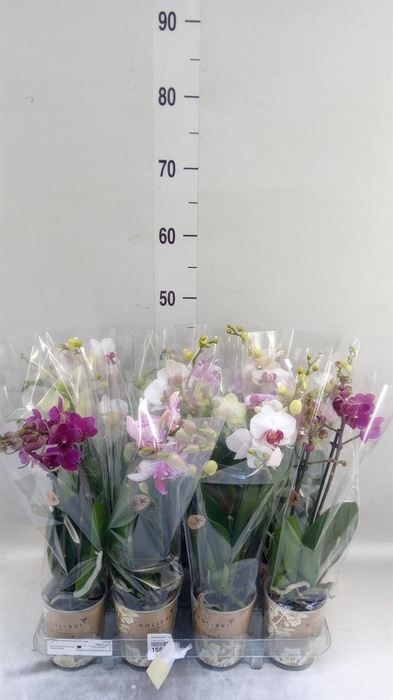 <h4>Phalaenopsis   ...mix</h4>