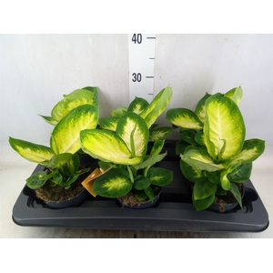 Dieffenbachia