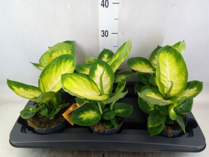 <h4>Dieffenbachia</h4>