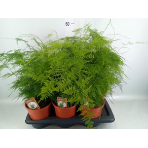 Asparagus setaceus