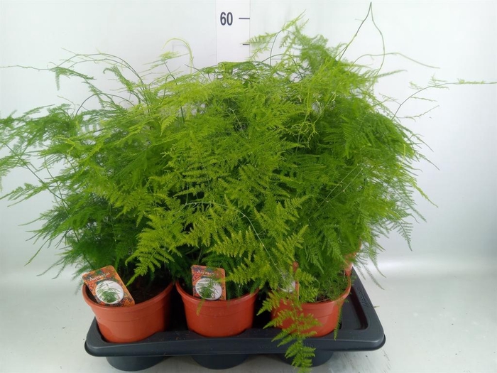 <h4>Asparagus setaceus</h4>
