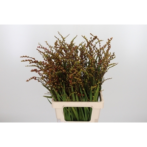 Crocosmia Klbl Met Bes
