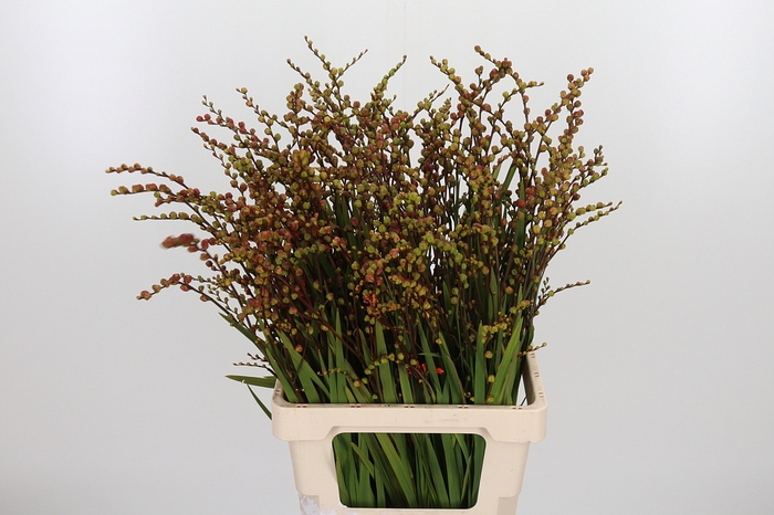 <h4>Crocosmia Klbl Met Bes</h4>
