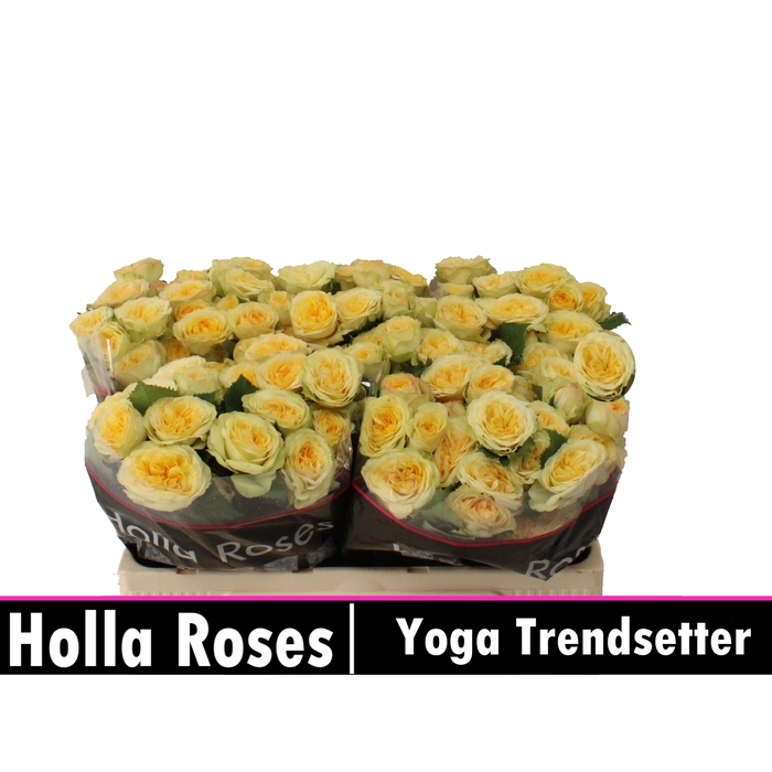 <h4>Yoga Trendsetter</h4>
