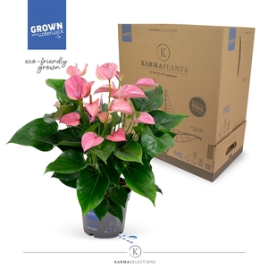 Anthurium - KARMA Joli | 17cm | PLASTIC FREE