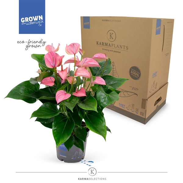 <h4>Anthurium - KARMA Joli | 17cm | PLASTIC FREE</h4>