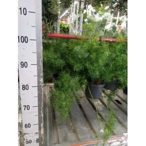 Asparagus dens. 'Sprengeri'