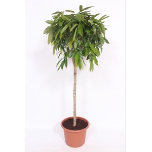 Ficus Amstel King