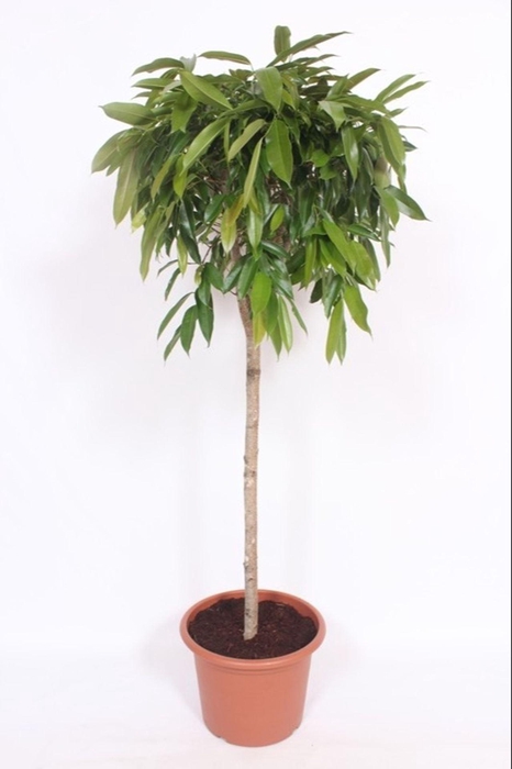 <h4>Ficus Amstel King</h4>