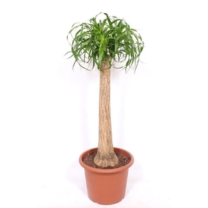 Beaucarnea recurvata