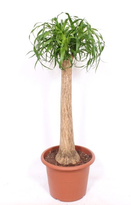 <h4>Beaucarnea recurvata</h4>