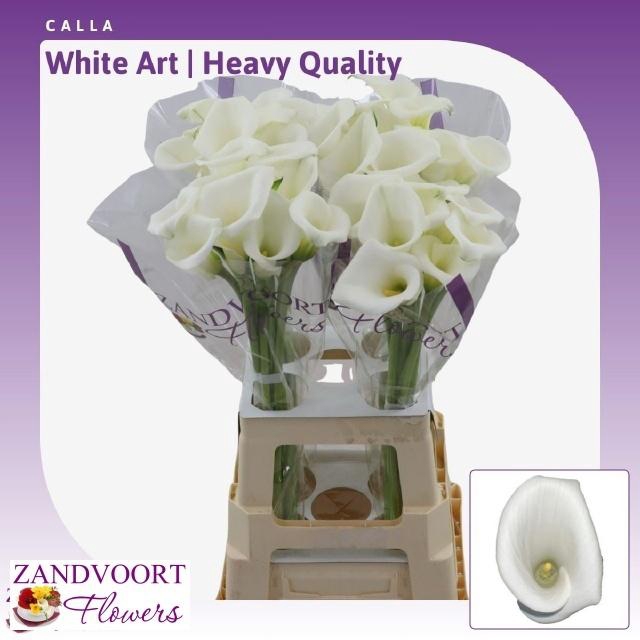 <h4>ZANT WHITE ART</h4>