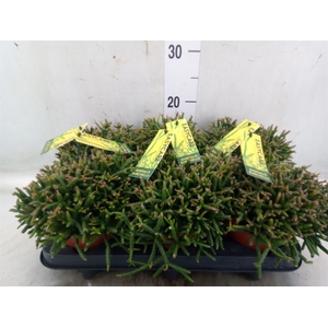 Rhipsalis burchellii