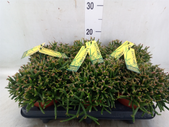 <h4>Rhipsalis burchellii</h4>