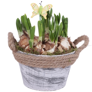 Bulbs Arr. Narcis Zinc Pot Round Rope Ø17cm