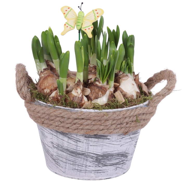 <h4>Bulbs Arr. Narcis Zinc Pot Round Rope Ø17cm</h4>