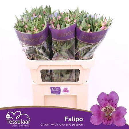 <h4>Alstroemeria Falipo</h4>