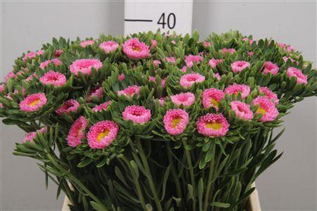 <h4>Callis Mats Pink</h4>
