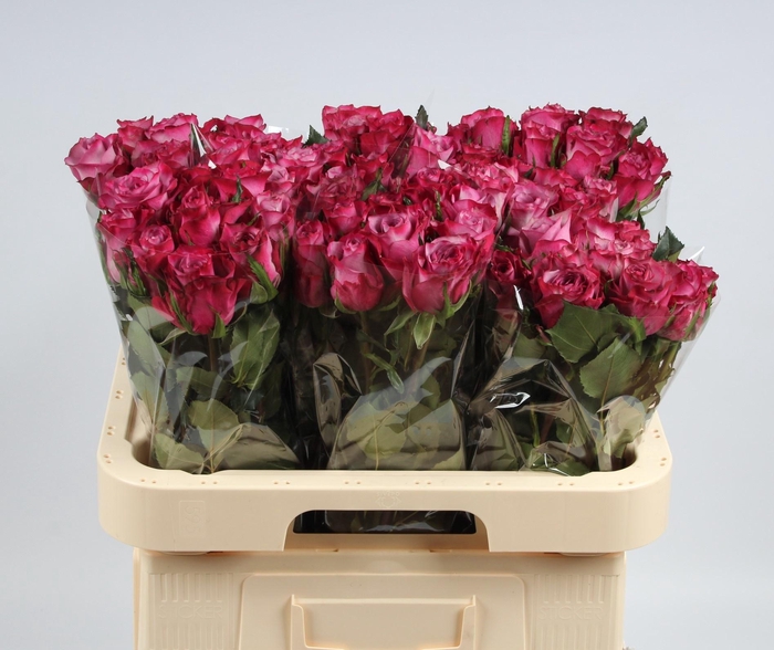 <h4>R GR DEEP PURPLE</h4>