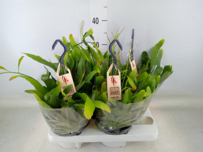 <h4>Rhipsalis   ...</h4>