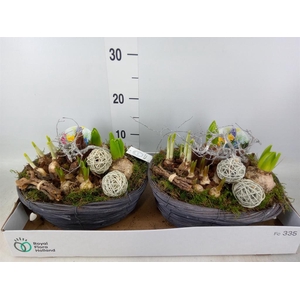 Arr.   Bol/Knolgewas L%