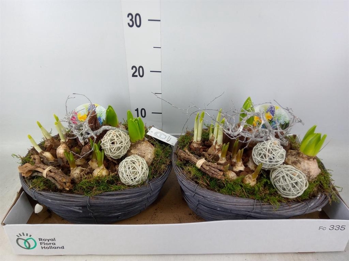 <h4>Arr. Bol/Knolgewas L%</h4>