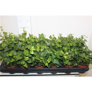 Hedera Wonder 8.5 Cm