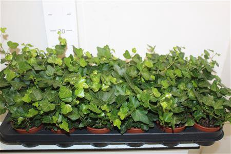 Hedera Wonder 8.5 Cm