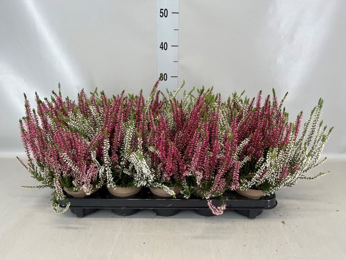 Calluna vulg. 'Garden G Twin'