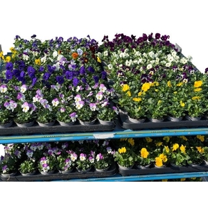 Vio Mixk 1 Kleur Per Tray