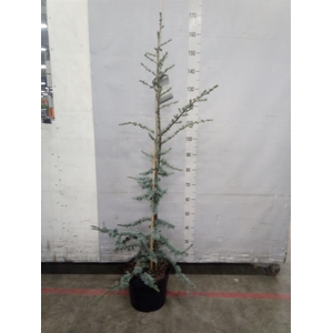 Cedrus libani 'Glauca'