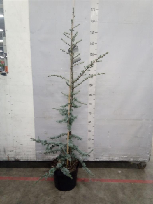 <h4>Cedrus libani 'Glauca'</h4>