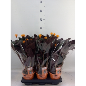 Calathea crocata 'Tassmania'