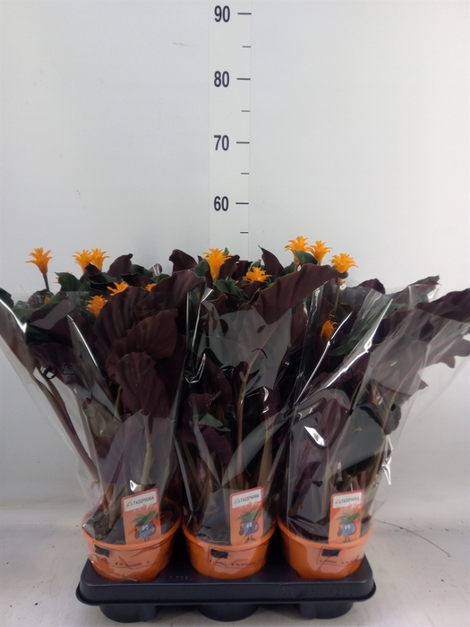<h4>Calathea crocata 'Tassmania'</h4>
