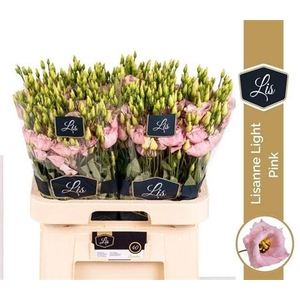 EUS G LISANNE L PINK