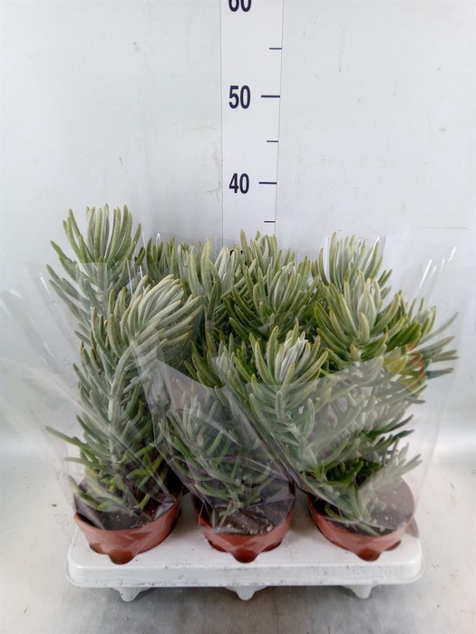 <h4>Senecio   ...</h4>