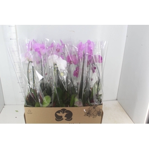 PHALAENOPSIS CASCATA P12