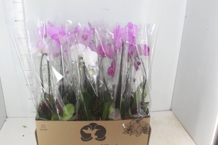<h4>PHALAENOPSIS CASCATA P12</h4>