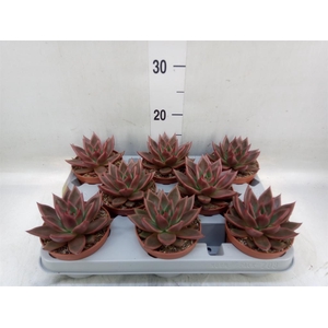 Echeveria   ...