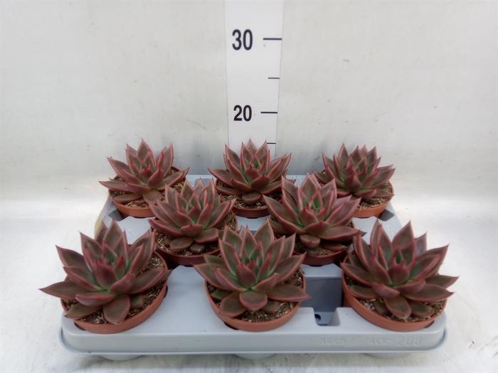 <h4>Echeveria   ...</h4>