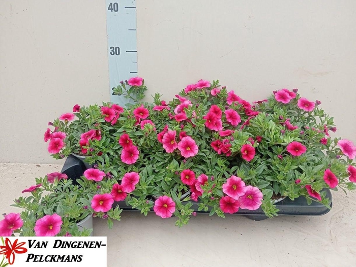 <h4>CALIB CA PEACH</h4>