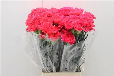 <h4>Di St Mandalay</h4>