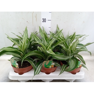 Dracaena frag. 'Kanzi'