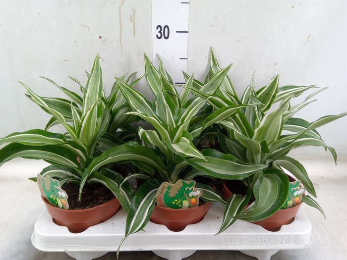 <h4>Dracaena frag. 'Kanzi'</h4>