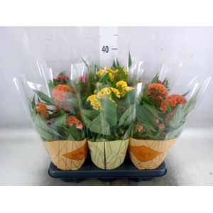 Celosia arg. CR 'Twisted'   ...mix